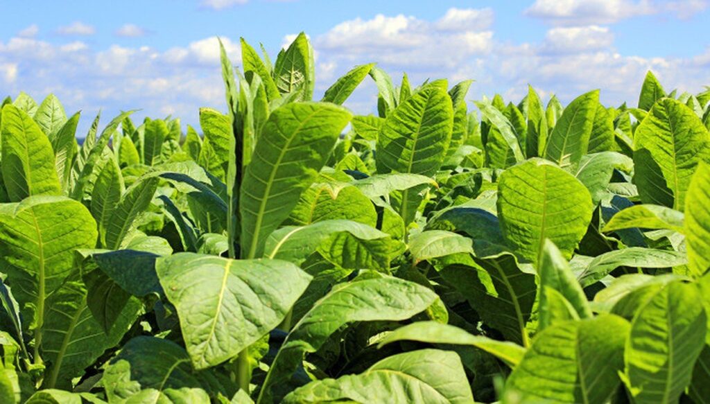 Nicotiana tabacum, le tabac — blog de Frédéric Garcia, praticien en hypnose à Valence